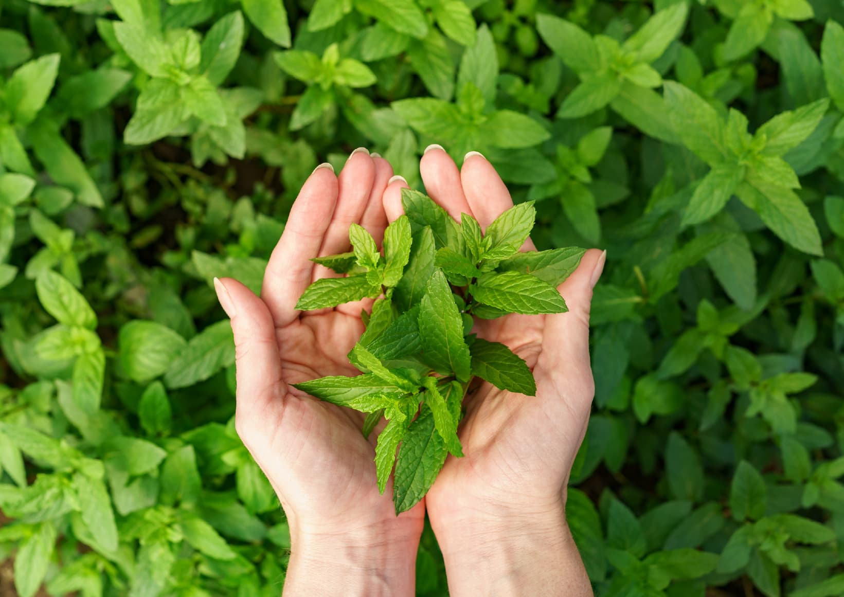 Nature vs Allopathy:The rise of Traditional Wisdom